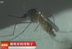 [科技苑]被绝育的母蚊子