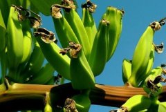 香蕉有种子吗？香蕉靠什么繁殖？