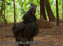 [每日农经]山林“飞“鸡 散养跑山鸡效益高
