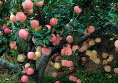 一亩苹果园的成本是多少，能挣多少钱？