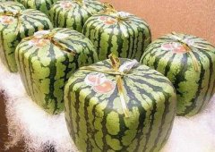 方形西瓜是怎么种植的