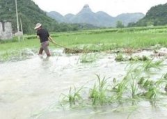 洪灾后农作物如何补救减少损失？专家放“大招”