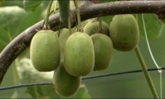 四川惊现＂神奇美味果＂：种植红心猕猴桃一年卖出30亿