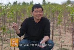 农广天地：海棠卖树收益高 王鑫靠海棠苗木成功创富