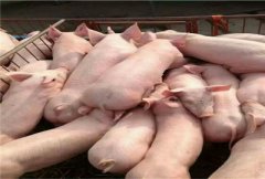 家庭农场养猪前景及未来发展趋势