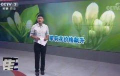 [聚焦三农]广西横县：茉莉花量低价高的背后