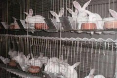 肉兔养殖效益好 农民崔月宝养肉兔一年利润18万