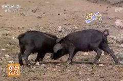 内蒙古乌兰察布特色养殖黑猪身价高[每日农经]
