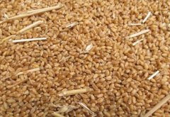 小麦价格走势分析 预计9月份为最佳出售时间