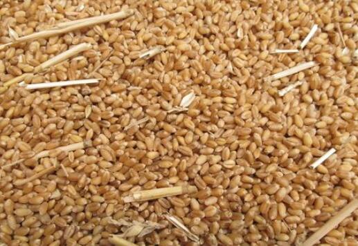 2017小麦未来价格趋势如何，还会上涨吗？
