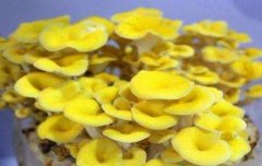 新疆：首次人工种植珍珠菇黄金菇“盆栽”
