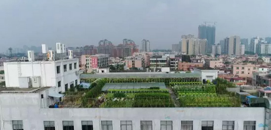 [农广天地]曹梦阳屋顶种菜变农场 城市里的“空中农夫”