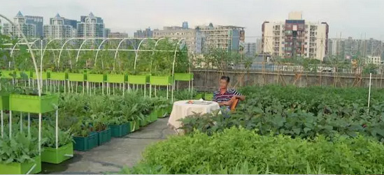 [农广天地]曹梦阳屋顶种菜变农场 城市里的“空中农夫”