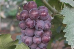 红蜜香葡萄亩量产达一万斤 成为农民增收致富的好项目