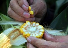 玉米选种及密植方法