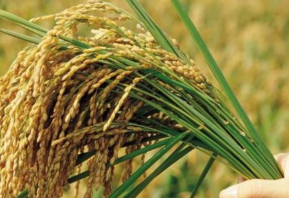 水稻种子十大品种图片