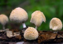 如何鉴别有毒蘑菇