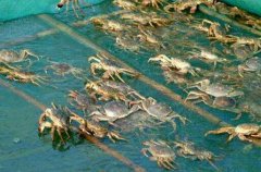 秋季大闸蟹育肥方法