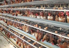 2017年下半年鸡蛋价格大涨,谁会跟风养鸡,有风险吗？