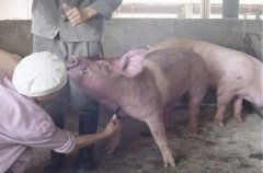 猪涟球菌病的病症及治疗方法