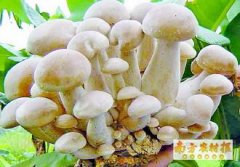 广西南宁林亮娟种蘑菇撑起致富“半边天”