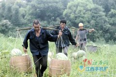 “西瓜大王”陈小红带动农户种植麒麟西瓜人均增收5万元