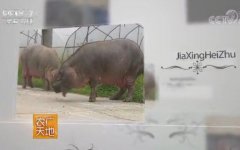 [农广天地]嘉兴黑猪养殖技术
