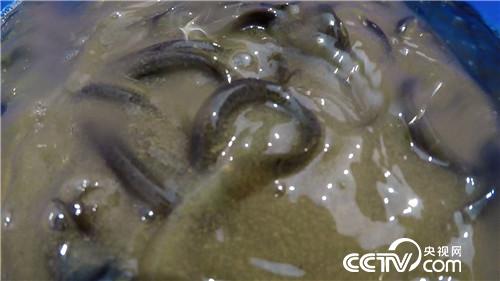 [致富经]湖南永州卞国民一斤泥鳅卖出325元的财富秘密