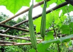 八棱丝瓜种植时间和栽培方法