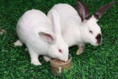 肉兔配套系良种有哪些？一只种兔的价格是多少钱？