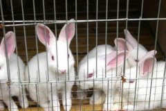 兔子啃咬毛是怎么回事?有什么药物能治疗吗?