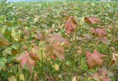 棉花红叶茎枯病的症状和防治