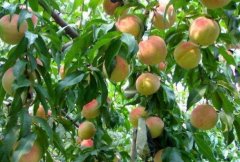 桃树黄化病的发生原因和防治