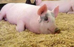 秋季养猪需要注意的五个技术要点