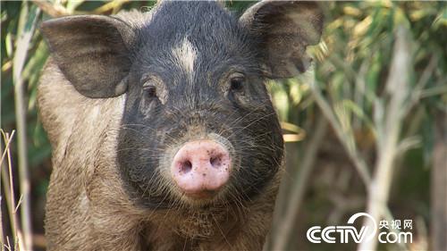 [致富经]高静波山地丛林养殖巴马香猪年入500万