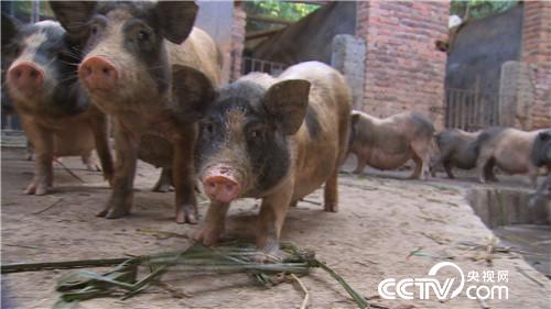 [致富经]高静波山地丛林养殖巴马香猪年入500万