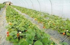 大棚草莓种植效益高 两棚纯挣三万多元