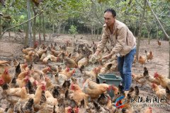 王大春返乡创业生态养鸡 经济生态双收益