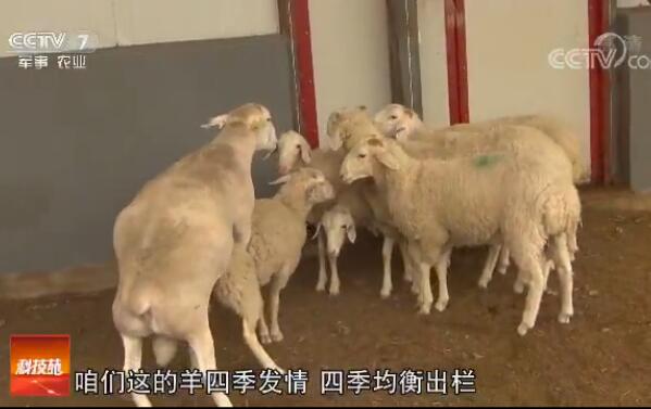 [科技苑]巴美肉羊养殖创新撑起临河羊产业