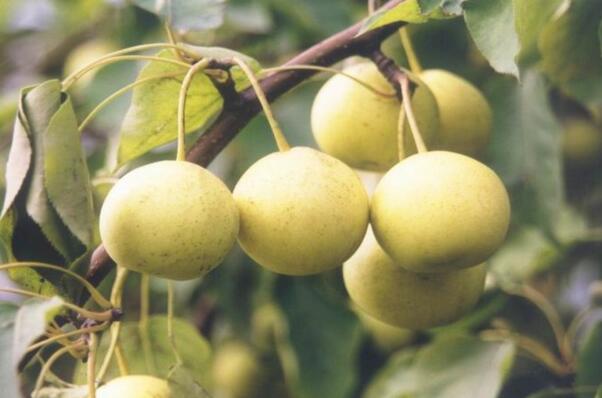 [每日农经]小个的京白梨身价高 采摘价格一斤七八十元