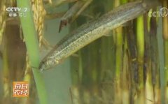 每日农经：水稻田套养牛蛙和泥鳅效益翻番的秘密