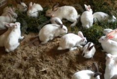 秋季养兔谨防兔腹泻病和兔疥癣脱毛癣病