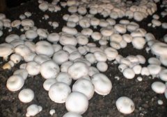 蘑菇病虫害科学防治技术