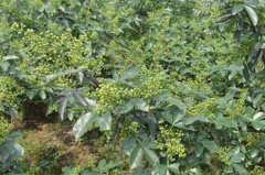 种植花椒三年见效益 小小花椒树成致富大产业