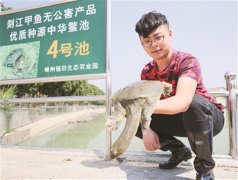 王勇杰生态养殖甲鱼走出“鱼鳖混养”创业路
