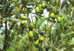 油橄榄种植成陇南农民致富的好项目