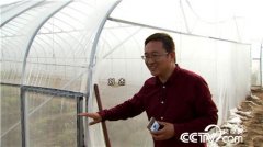 [致富经]刘杰土里挖出金蛋蛋 种植彩色土豆一年卖出2000万