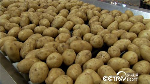 [致富经]土豆哥刘杰种植彩色土豆香蕉薯一年卖出2000万