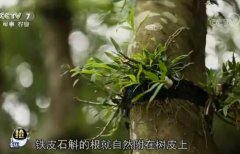 每日农经:贵州从江县种在树上的石斛有点厉害