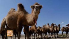 [每日农经]满载财富的沙漠之舟骆驼养殖成牧民致富的好项目